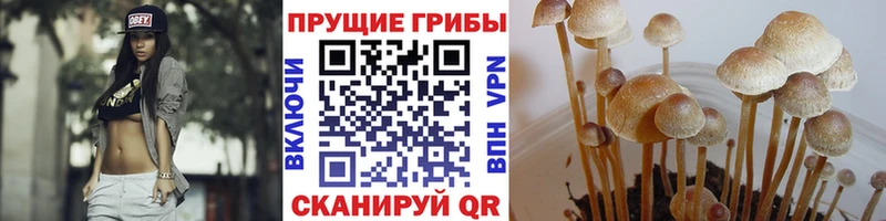 блэк спрут как войти  Свирск  Галлюциногенные грибы мухоморы 